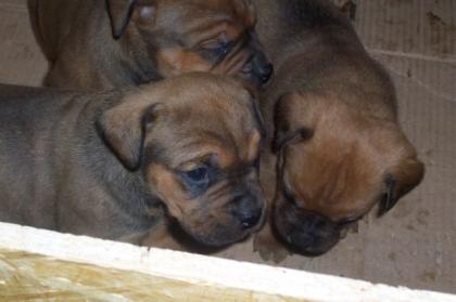 Rottweiler Bulldogmischling