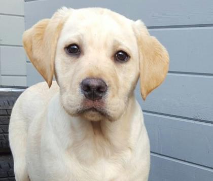 Labrador Kinder dürfen ausziehen