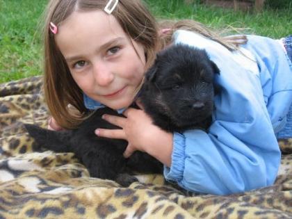 Altdeutsche Schäferhunde Welpen