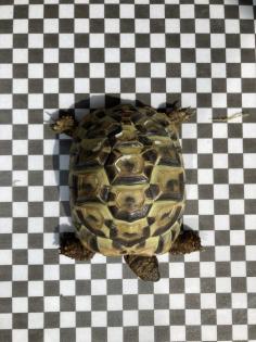 3 Griechische Landschildkröten NZ 2022