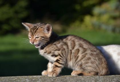 Bengalkitten Abgabe ab sofort