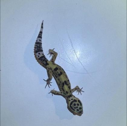 Leopardgeckos