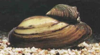 Teichmuscheln in großer Auswahl // Fa. Fördefisch