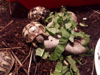 Nachwuchs griechische Landschildkröten abzugeben
