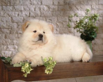 Chow Chow Welpe Hündin in besonderen Farben zvk