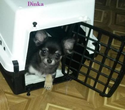 Chihuahua-Welpen vom Lahneburger Tal suchen ein Liebevolles Zuhause