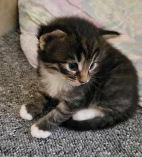 Norwegische Waldkatze Kitten/Baby