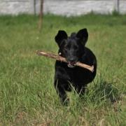 Ciro. ist so ein freundlicher, lieber Hund