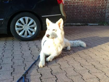 Weisser Schweizer Schäferhund Deckrüde England Import