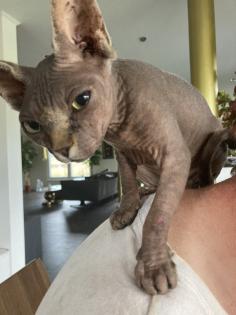 Sphinx Dame super lieb