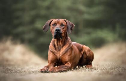 Rhodesian Ridgeback welpen