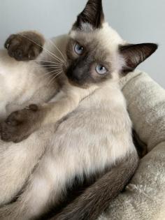 Siam Katzen Kitten, 2 Kater vollständig geimpft