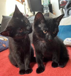 BKH/EKH Mix Kitten suchen ein zuhause