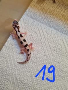 Leopardgeckos NZ 22, 0. 1