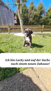 Boxerwelpen zu verkaufen