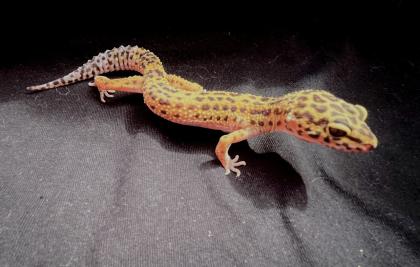 Leopardgekos weiblich aus 2022