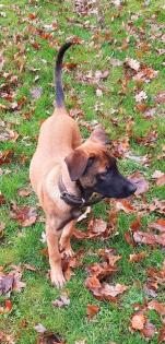 Malinois Welpe Hündin 15 Woche Belgische Schäferhündin Hund