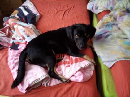 Spürnase sucht neues zu Hause