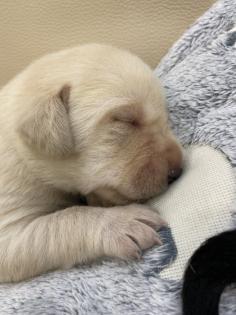 Labrador Welpen, reinrassig, Babylabradore
