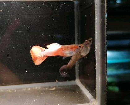 Guppy Pink Paradies