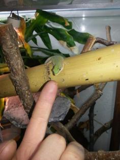 Phelsuma dubia