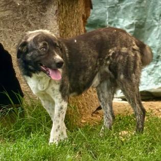 Elias / Status sucht ein Zuhause