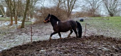 Lewitzer-Mix Wallach