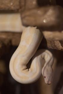 3 x Königspython Python Regius zu verschenken
