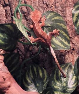 Kronengeckos Correlophus ciliatus - Nachzuchten abzugeben