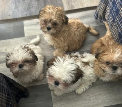Reinrassige Shi-Tzu Welpen