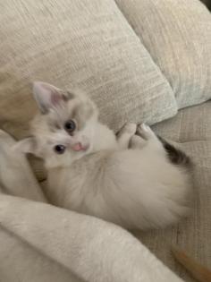 Ragdoll MainCoon
