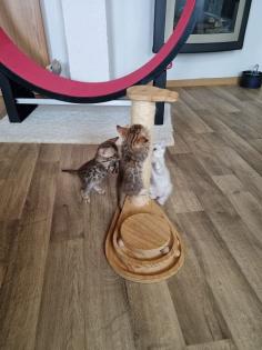 Bengalkitten mit Stammbaum