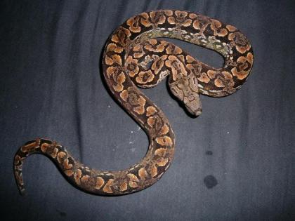 Acrantophis dumerili südliche Madagaskarboa aus eigener Nachzucht abzugeben