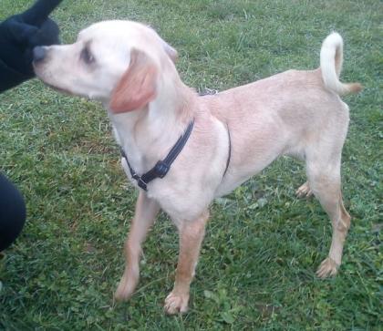Lieber Chihuahua-Mischlingsrüde 1 J. sucht eigenes Zuhause