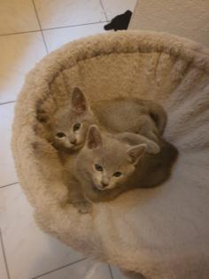 Russisch Blau Kitten