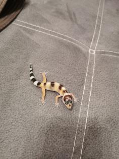 Leopardengeko Weibchen zu Verkauf