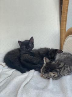 11 Wochen alte Katzenbabys