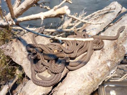 Kreuzotter Vipera Berus