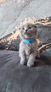 Süsse BKH Kitten Mix suchen neues Zuhause