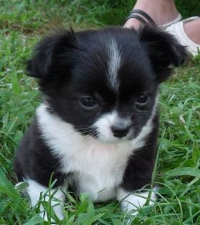 Chihuahuawelpen