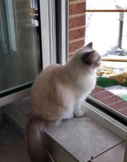 Ragdoll mit Stammbaum