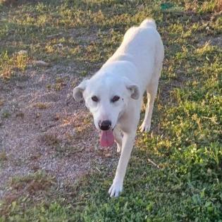 Aramis / Status sucht ein Zuhause