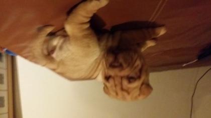SHAR PEI WELPEN