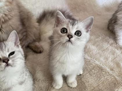 BKH silver shaded Kitten