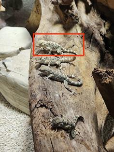 VERKAUF/TAUSCH Skorpionschwanzgecko / Pristurus carteri