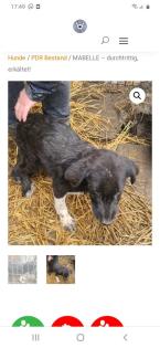 Tolle Welpen, Junghunde Hundesenioren