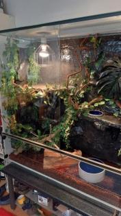 Kornnatter m/w striped / black albino Schlangen 15 Jahre 2 Terrarien
