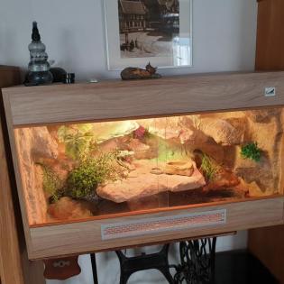 Zwergbartagame männlich mit Terrarium abzugeben