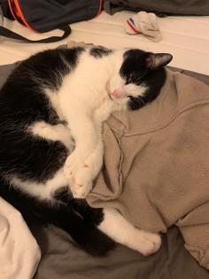 Kater sucht neues Zuhause