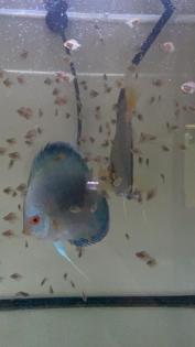 Diskus nachzuchten, Red Cover, Blue Diamond, rottürkise